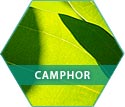 Camphor, Shunly Skincare, Fusion Formula Ingredient