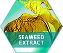 Seaweed extract on of Shunly Skincare's Fusion Formula ingredients